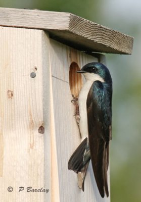 Tree swallow