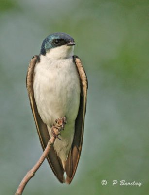 Tree swallow