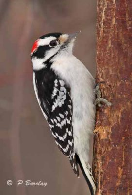 Downy woodpecker