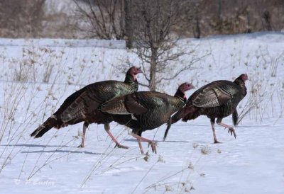 Wild turkeys