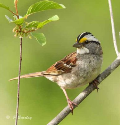 White-throated sparrow