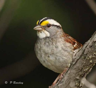 White-throated sparrow