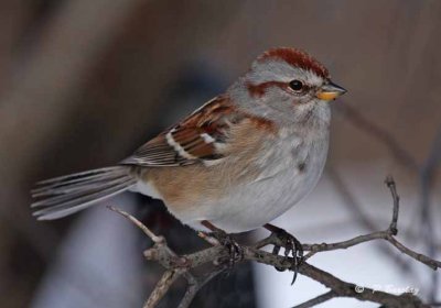 American tree sparrow