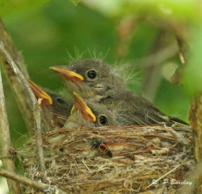 Yellow warblers (juv)