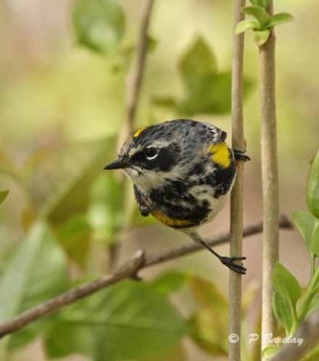 Yellow-rumped warbler (m)
