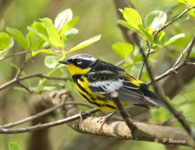 Magnolia warbler