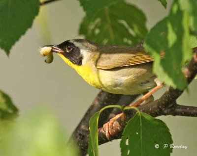 Common yellowthroat (m)