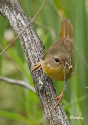 Common yellowthroat (f)