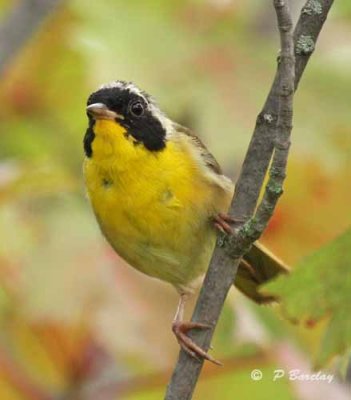 Common yellowthroat (m)