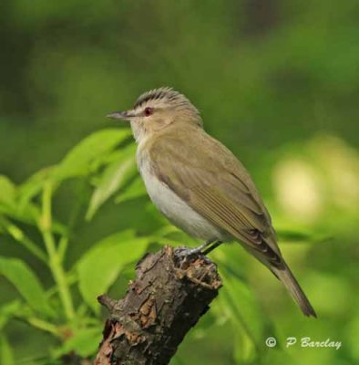 Red-eyed vireo