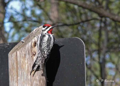 Yellow-bellied sapsucker