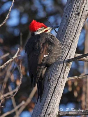 Pileated woodpecker (m)