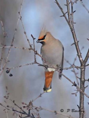 Bohemian waxwing