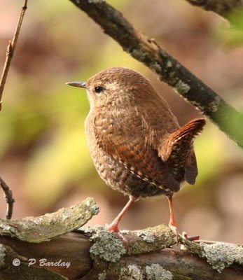 Winter wren