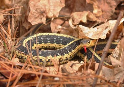 Garter snake