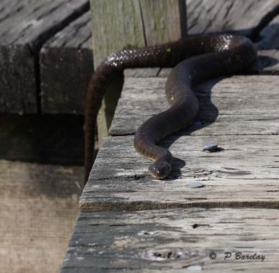 Northern water snake