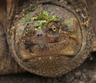 Snapping turtle