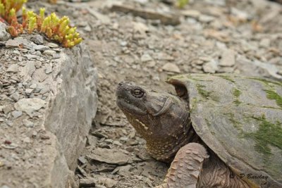 Snapping turtle