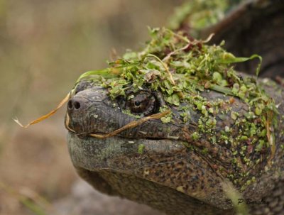 Snapping turtle