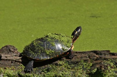 Painted turtle