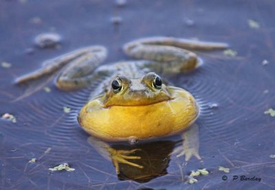 Bullfrog