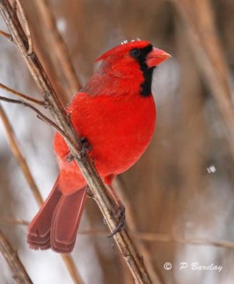 Northern cardinal (m)