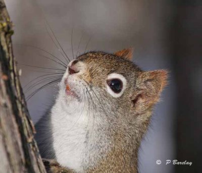 Red squirrel