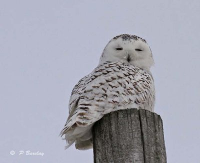 Snowy owl