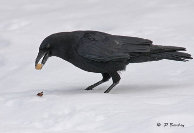 American crow