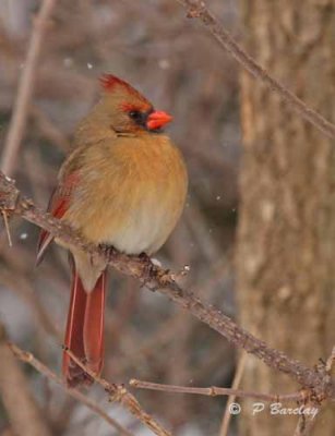 Northern cardinal (f)