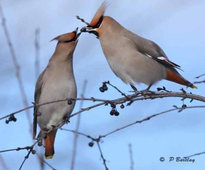 Bohemian waxwing:  SERIES