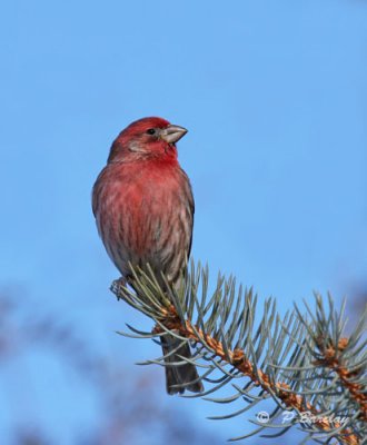 House finch