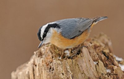 Red-breasted nuthatch