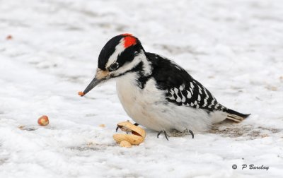 Hairy woodpecker