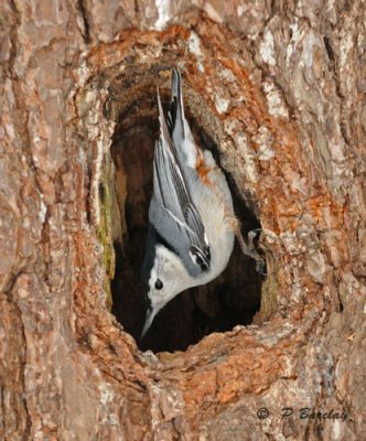 White-breasted nuthatch