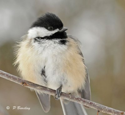 Black-capped chickadee:  SERIES