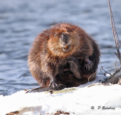 Beaver: SERIES