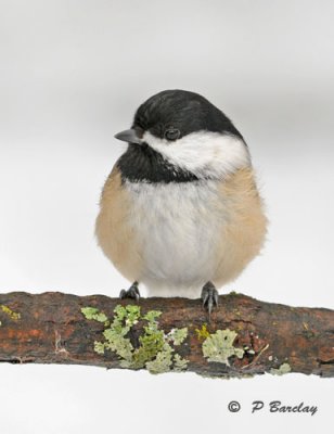 Black-capped chickadee