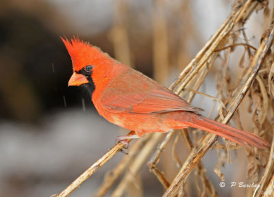 Northern cardinal (m)