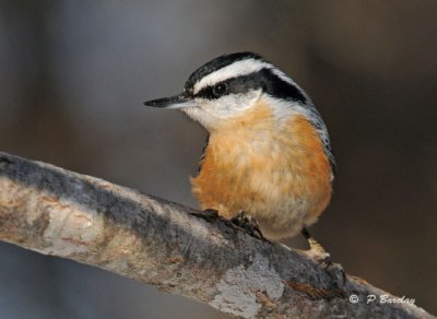 Red-breasted nuthatch