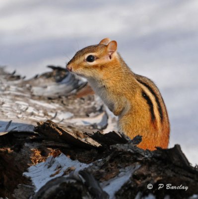 Chipmunk