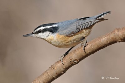 Red-breasted nuthatch