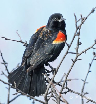 Red-winged blackbird (m - imm)