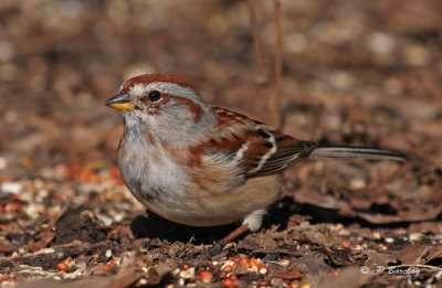 American tree sparrow