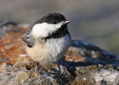 Black-capped chickadee