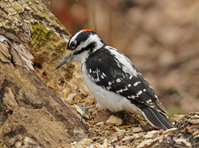 Hairy woodpecker:  SERIES