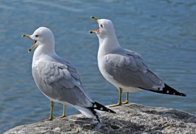 Ring-billed gull: SERIES