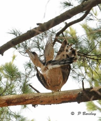 Cooper's Hawks