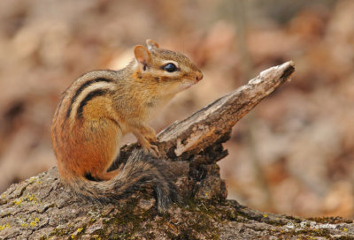 Chipmunk