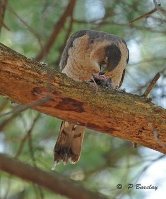 Cooper's Hawk (f): SERIES